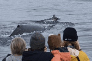 Watching dolphins play